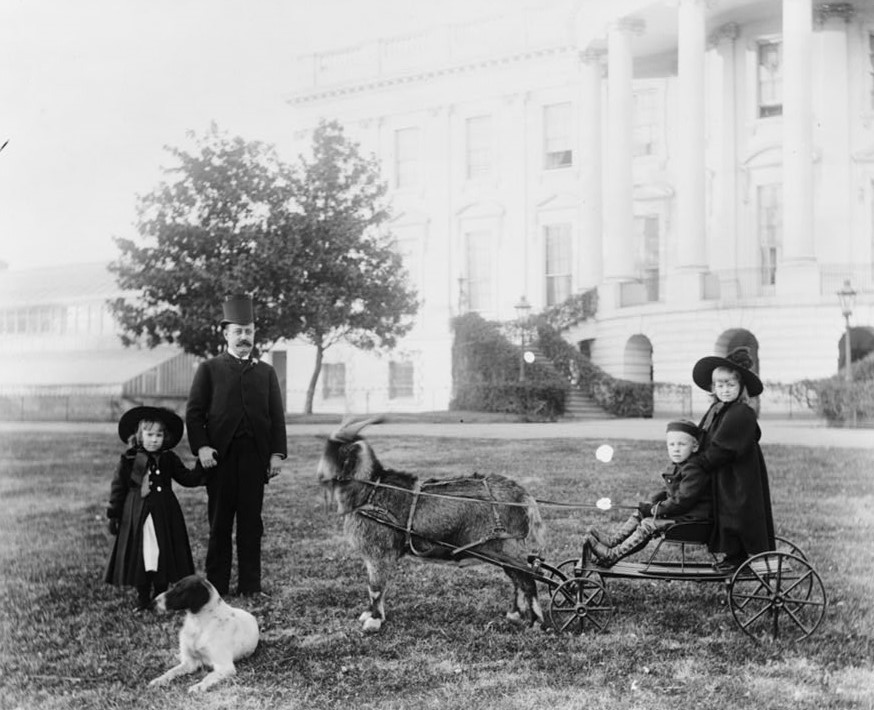 President Harrison family pets