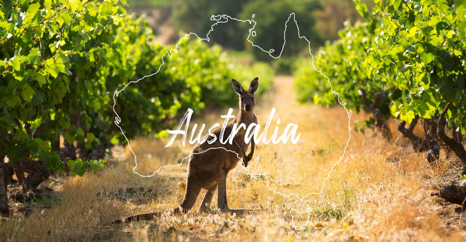 australia wine