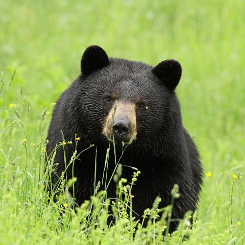 Black Bear