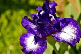 Irises