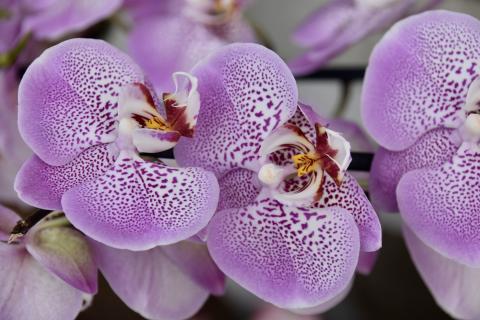 Orchids