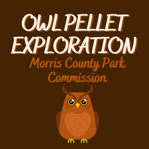 Owl Pellet