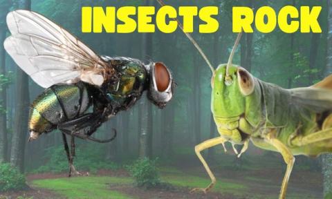 Insects Rock!