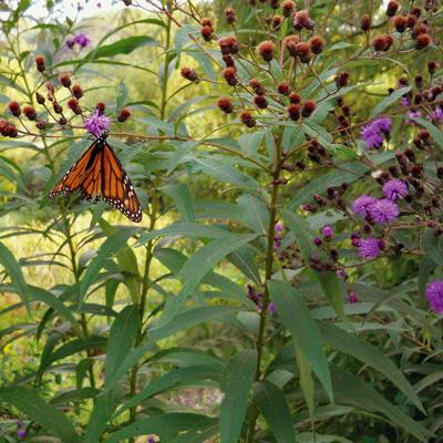 Garden Frelinghuysen Monarch
