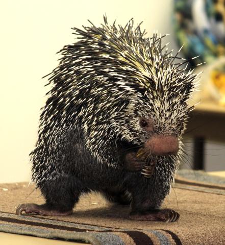 Brazilian porcupine eating piece of banana