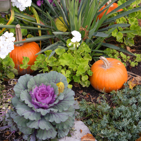 fall garden plants