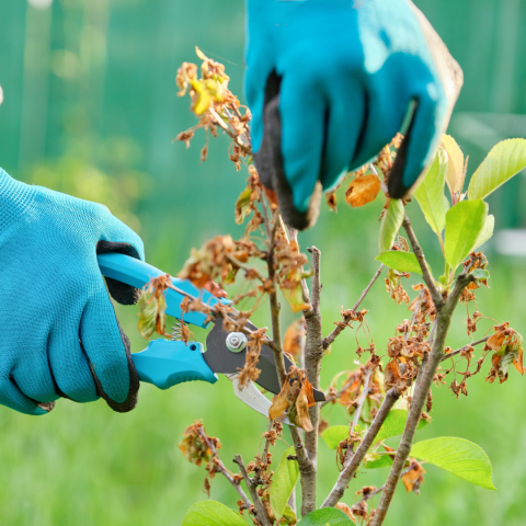 hands with shears cutting dead plant