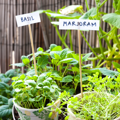 herb garden with basil and marjoram