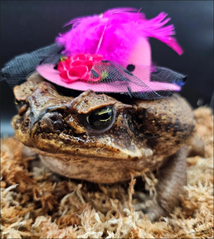 frog