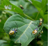 Bugs on a leaf