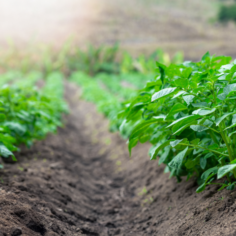 green plants in a garden plot