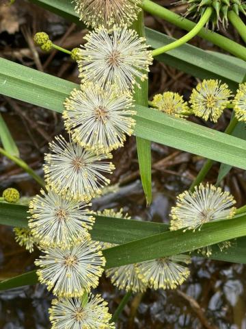 Burr Reed Up Close