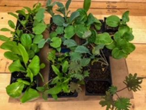 Herbs planted in dirt