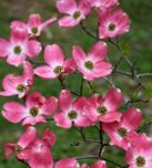 Pink flowers