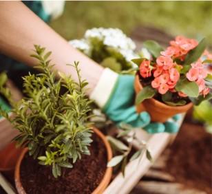 Person holding two types of plants