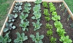 Garden plot with leaves