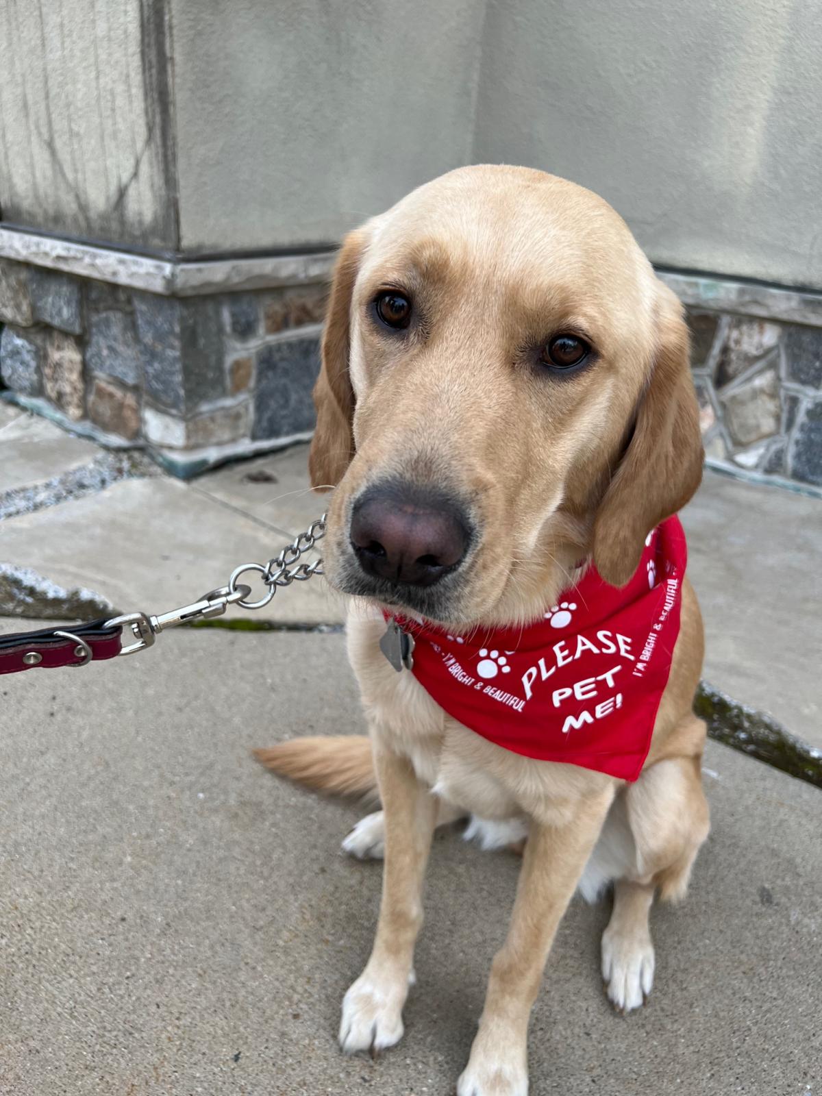 Therapy Dog Polo