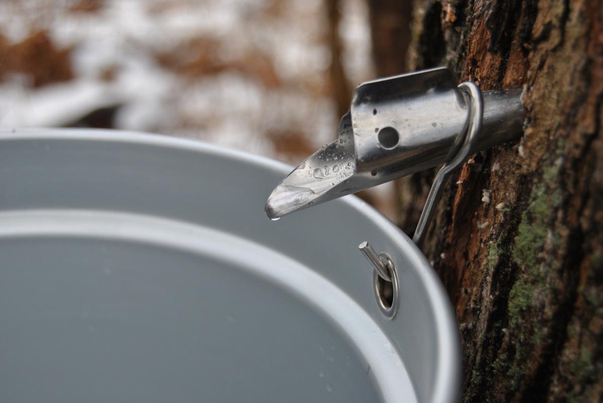 Maple Sugaring Set Up