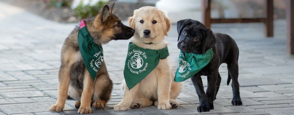 Seeing Eye Puppies