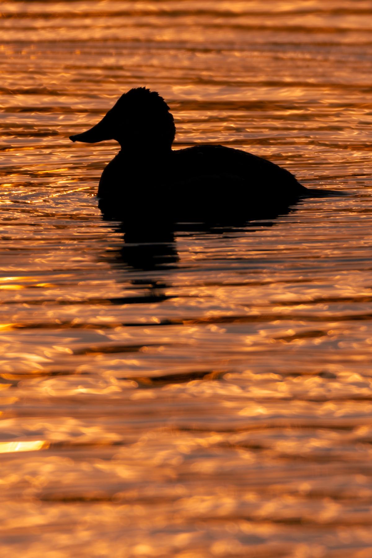 Bird photography