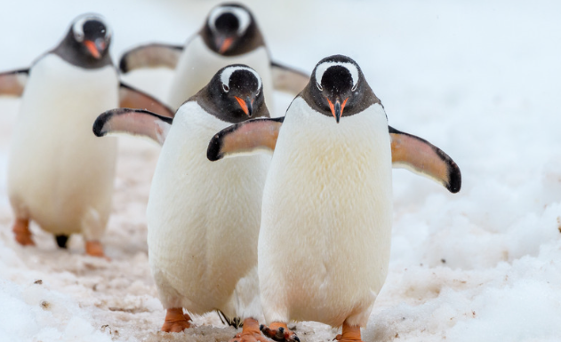 penguin