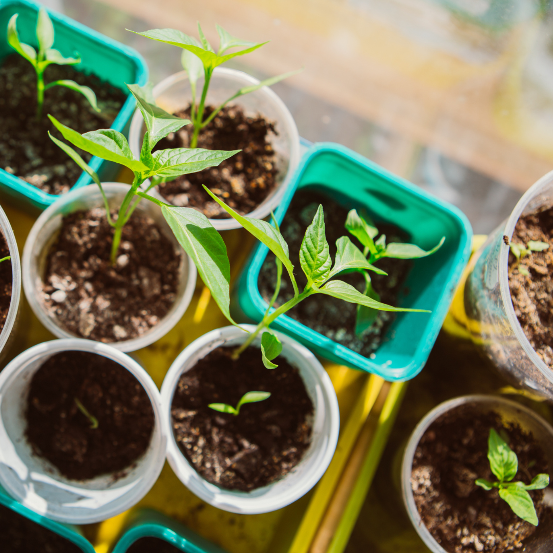 seedlings growing in small containers