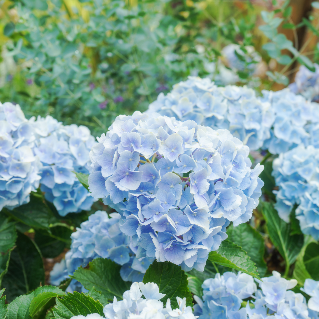 Hydrangeas