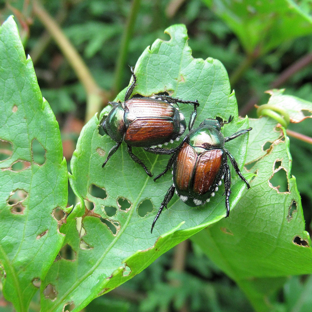 Beetles on leaves